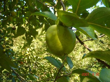 20070920-7.jpg