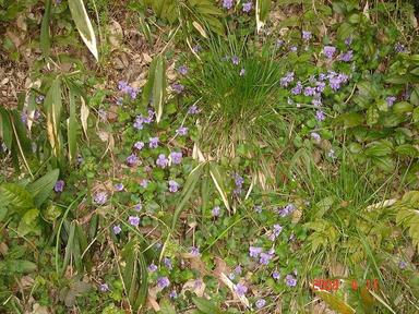 20080414-1.jpg