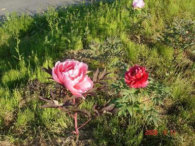 20080512-4.jpg