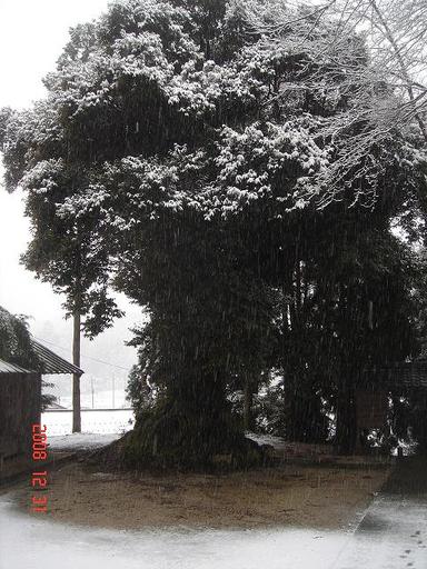 20081231-5.jpg