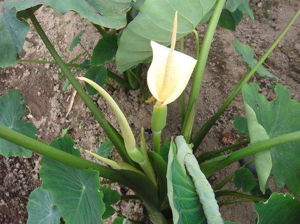 眞さんのつぶやき ぽぽの実と里芋の花