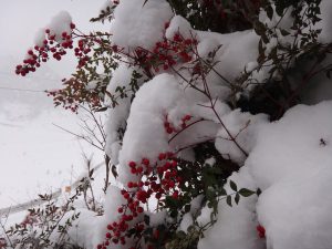 2018126-2